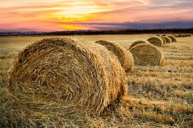 Farm Insurance Body_Image Farm Insurance Body_Image